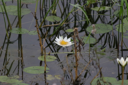 Tropical royalblue waterlily (Nymphaea elegans)