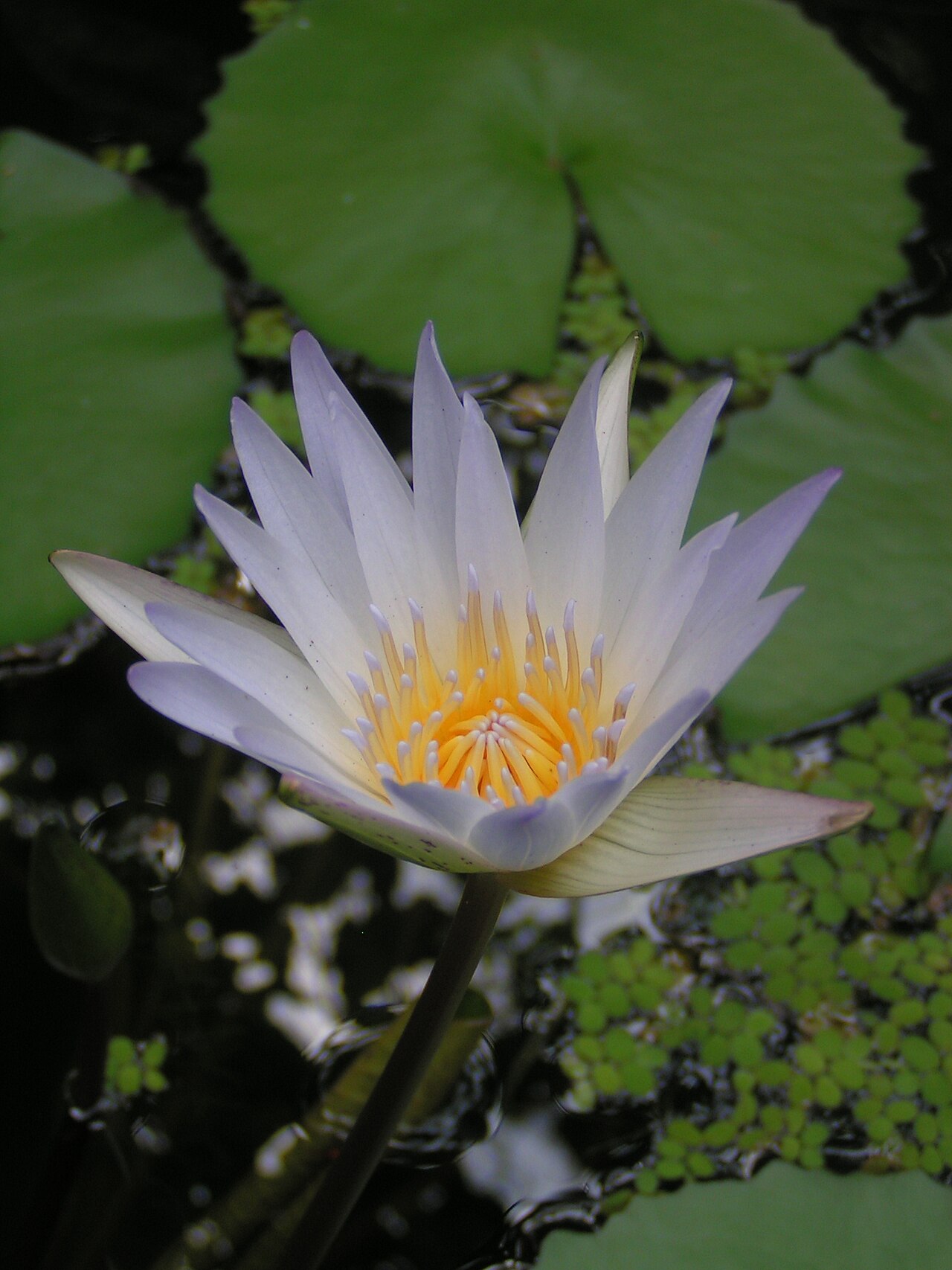 Tropical royalblue waterlily (Nymphaea elegans)