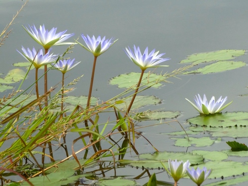 Tropical royalblue waterlily (Nymphaea elegans)