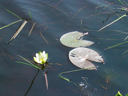 Leiberg's waterlily: Nymphaea leibergii