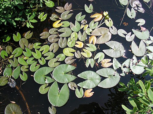 Leiberg's waterlily: Nymphaea leibergii5