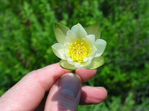 Leiberg's waterlily: Nymphaea leibergii