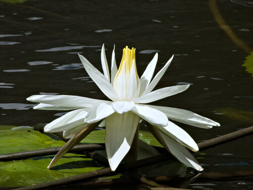White Egyptian lotus (Nymphaea lotus)