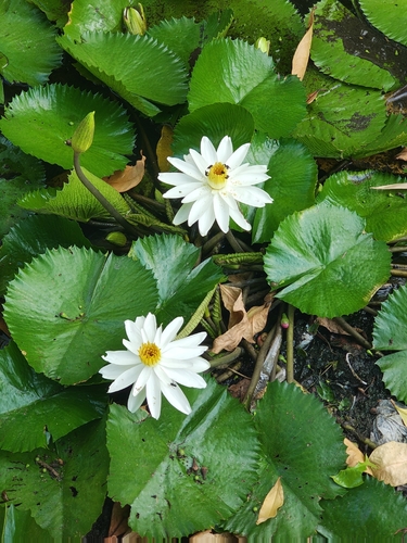 White Egyptian lotus (Nymphaea lotus)