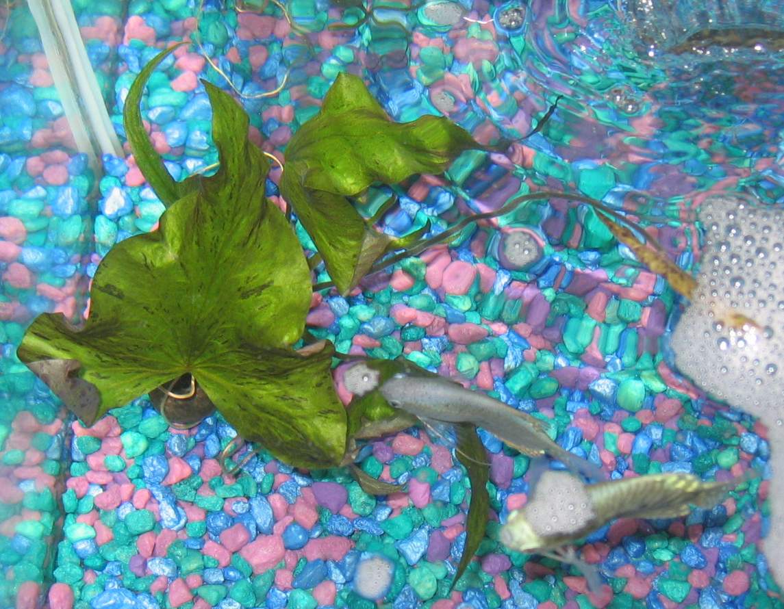 White Egyptian lotus (Nymphaea lotus)
