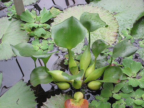 White Egyptian lotus: Eichhornia crassipes , Nymphaea lotus var. thermalis , and Pistia stratiotes , growing at Royal Botanic Garden Edinburgh: Accession number 2004.0381 A