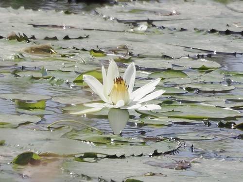 White Egyptian lotus (Nymphaea lotus)