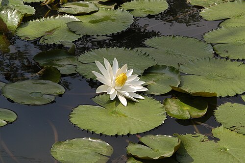 White Egyptian lotus: Nymphaea lotus