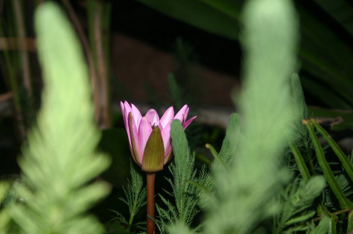 White Egyptian lotus: Day 1 - early evening