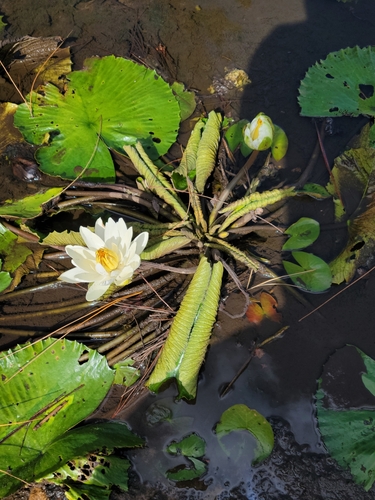 White Egyptian lotus (Nymphaea lotus)