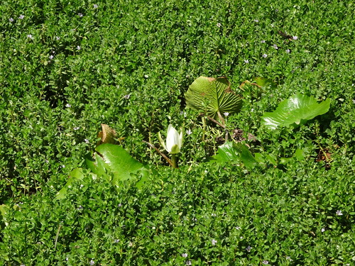 White Egyptian lotus (Nymphaea lotus)