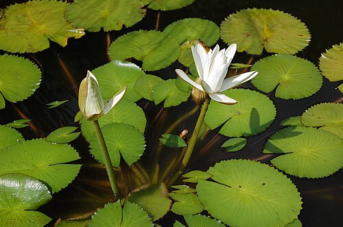 White Egyptian lotus: Nymphaea lotus , cultivated, Switzerland.