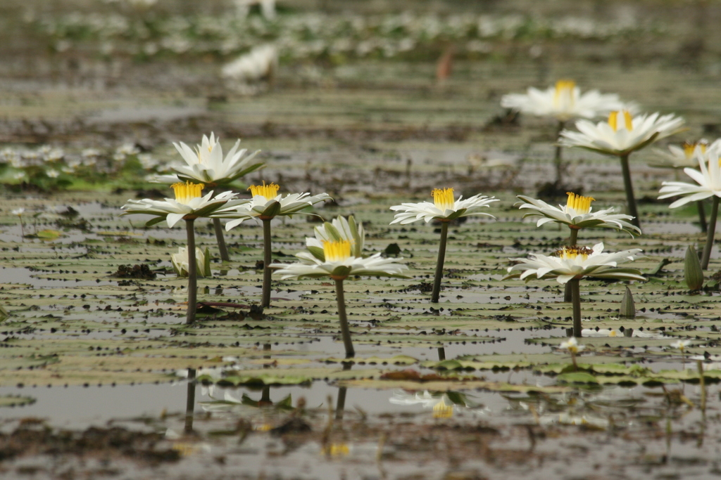 White Egyptian lotus (Nymphaea lotus)