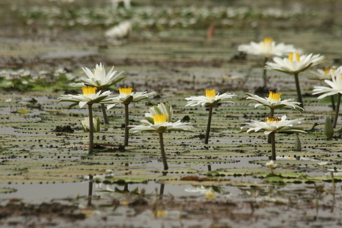 White Egyptian lotus (Nymphaea lotus)