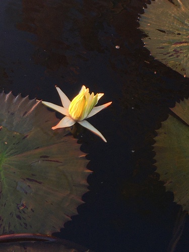 White Egyptian lotus (Nymphaea lotus)