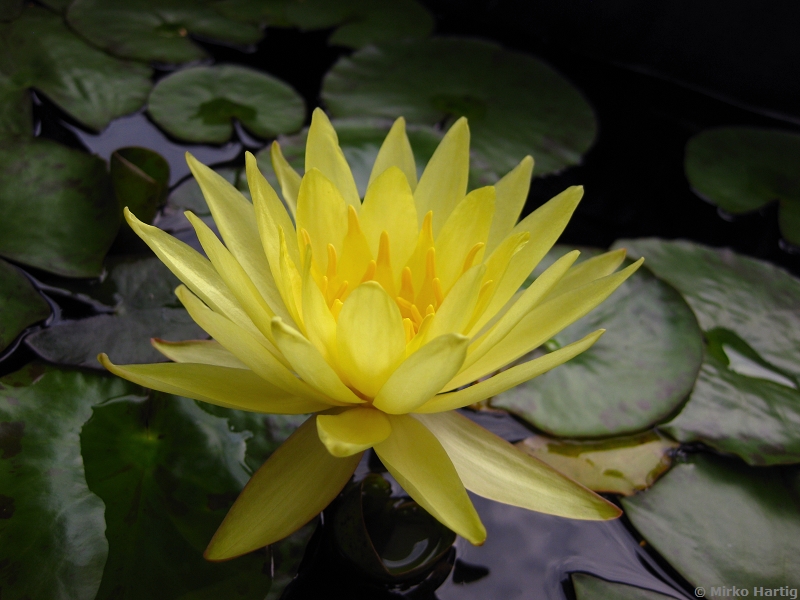 Yellow waterlily: Nymphaea mexicana