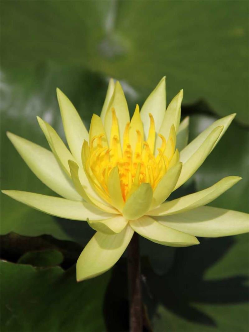 Yellow waterlily: I am an aquatic plant with thickened rhizome. I have no aerial leaves but submerged leaves with fragile membrane. I grow in water or wetlands, favoring soil ric