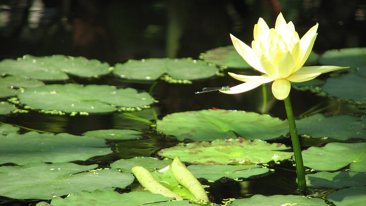 Yellow waterlily: April 2009