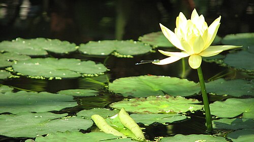 Yellow waterlily: April 2009
