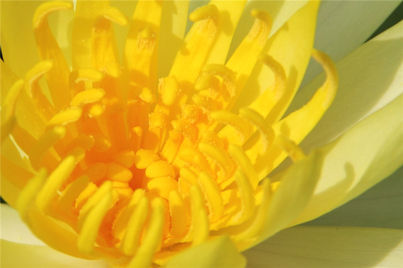 Yellow waterlily: I am an aquatic plant with thickened rhizome. I have no aerial leaves but submerged leaves with fragile membrane. I grow in water or wetlands, favoring soil ric
