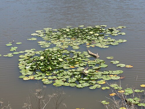 Yellow waterlily: Nymphaea mexicana Zucc., Jerrabomberra Wetlands, Kingston, ACT, 30 December 2013