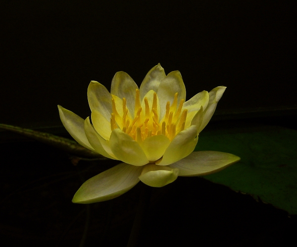 Yellow waterlily: Nymphaea mexicana 'Cape Canaveral' aus Florida.