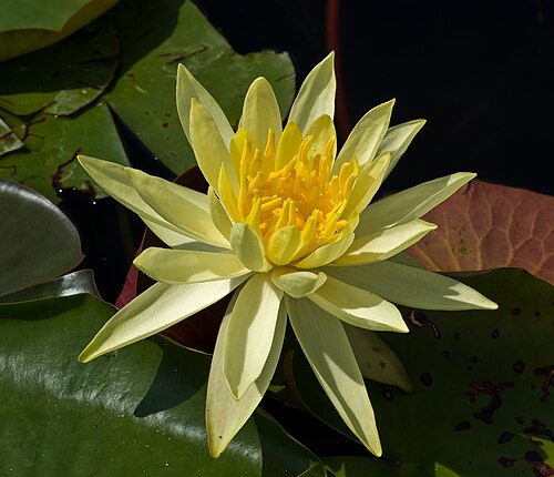 Yellow waterlily: Nymphaea flower in Botanical Garden Munich