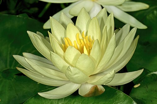 Yellow waterlily: Nymphaea mexicana , flower; naturalised alien, Pretoria National Botanical Garden, Pretoria, Gauteng, South Africa