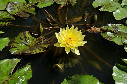Yellow waterlily: Yellow water lily (also Mexican water lily or banana water lily) in the Birmingham Botanical Gardens water lily pond in Birmingham, Alabama. This plant is nativ