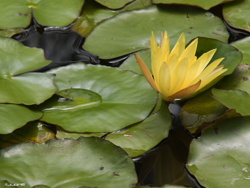 Yellow waterlily: Nymphaea mexicana