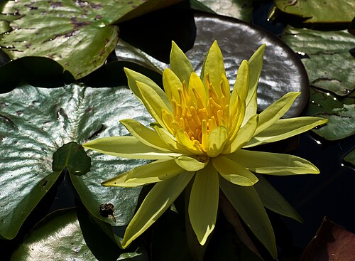 Yellow waterlily: Nymphaea flower in Botanical Garden Munich