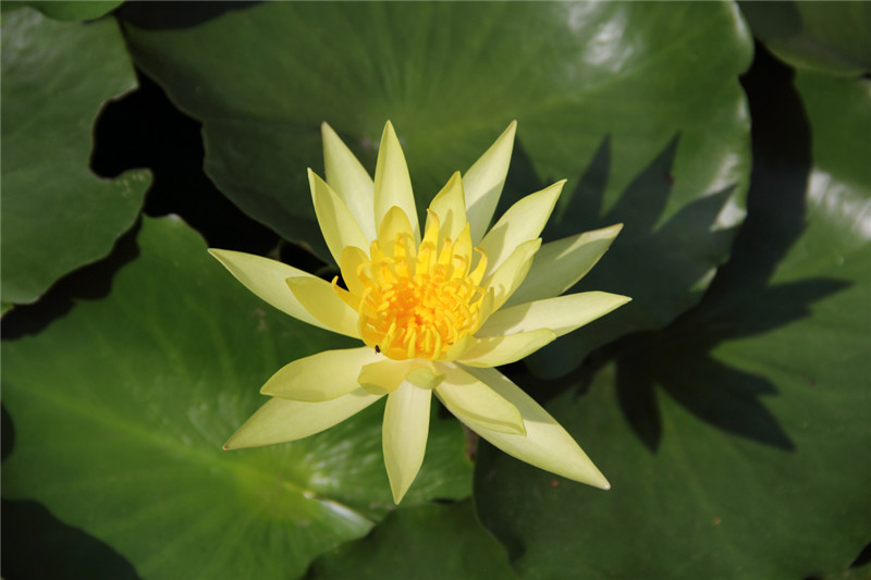 Yellow waterlily: I am an aquatic plant with thickened rhizome. I have no aerial leaves but submerged leaves with fragile membrane. I grow in water or wetlands, favoring soil ric