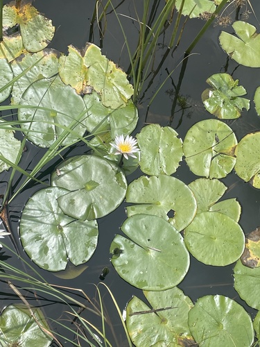 Blue water lily (Nymphaea nouchali)