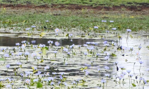 Blue water lily (Nymphaea nouchali)