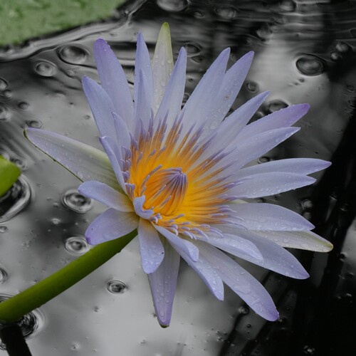 Blue water lily (Nymphaea nouchali)