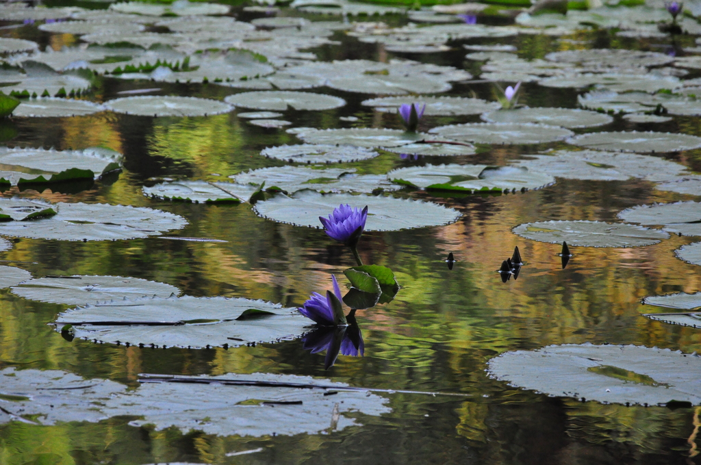 Blue water lily (Nymphaea nouchali)