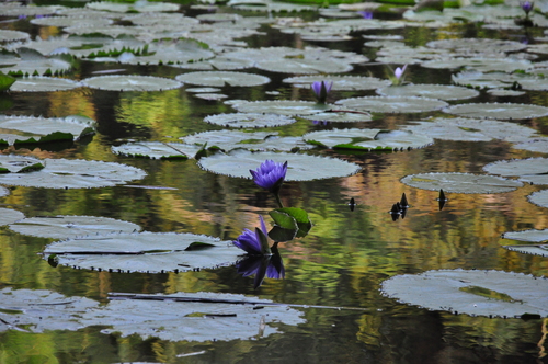 Blue water lily