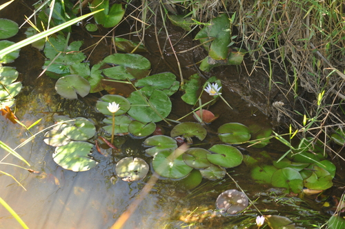 Blue water lily (Nymphaea nouchali)