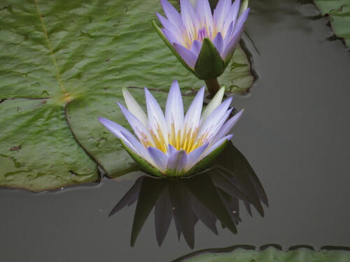Blue water lily (Nymphaea nouchali)