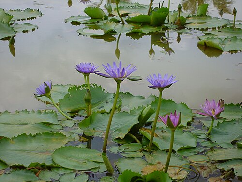 Blue water lily: A pond of water lily. This photo is shot in late noon, so it look so dark. Tiếng Việt: Hình chụp ao súng lúc xế chiều, hình không được rõ lắm và có phần hơi tối