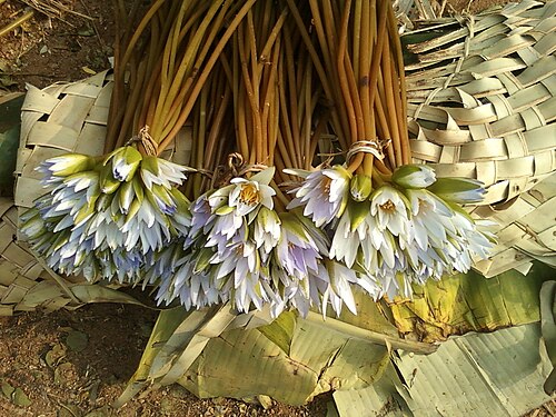 Blue water lily: (Nymphaea nouchali) lotus flowers bunch at a market in Anandapuram, Visakhapatnam district