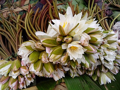 Blue water lily: (Nymphaea nouchali) lotus flowers bunch at a market in Anandapuram, Visakhapatnam district