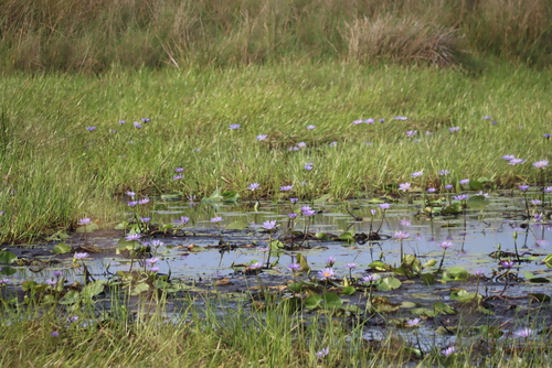 Blue water lily (Nymphaea nouchali)