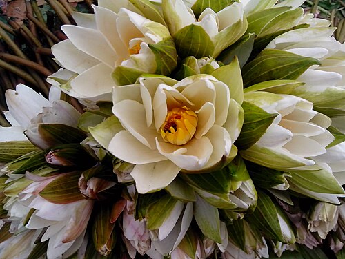 Blue water lily: (Nymphaea nouchali) lotus flowers bunch at a market in Anandapuram, Visakhapatnam district
