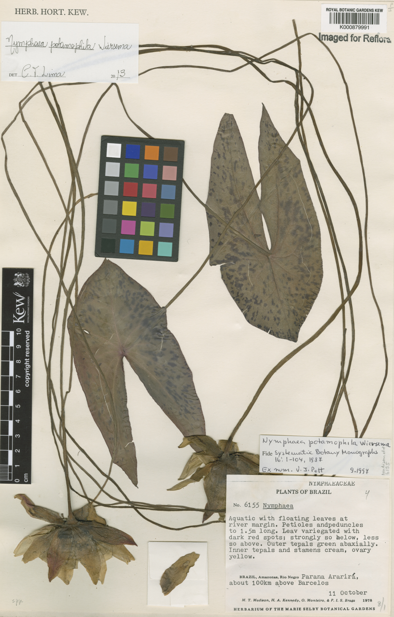 Nymphaea potamophila: Preserved herbarium specimen of Nymphaea potamophila Wiersema in the collection of the Royal Botanic Gardens, Kew