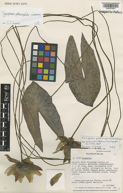 Nymphaea potamophila: Preserved herbarium specimen of Nymphaea potamophila Wiersema in the collection of the Royal Botanic Gardens, Kew