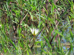 Nymphaea pulchella (Nymphaea pulchella)