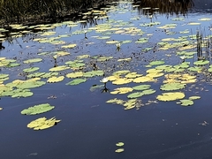 Nymphaea pulchella (Nymphaea pulchella)