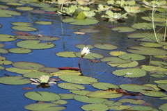 Nymphaea pulchella (Nymphaea pulchella)