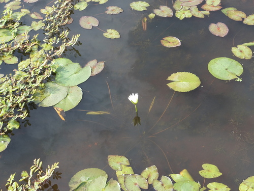Nymphaea pulchella (Nymphaea pulchella)